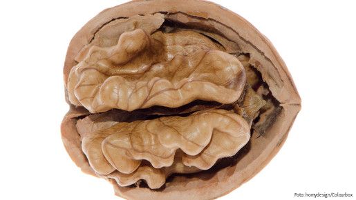 Das Foto zeigt eine Walnuss auf weißem Hintergrund.