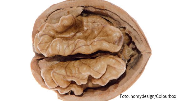 Das Foto zeigt eine Walnuss auf weißem Hintergrund.